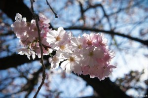 sakura fleur