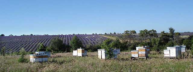 alliance-abeilles-lavande