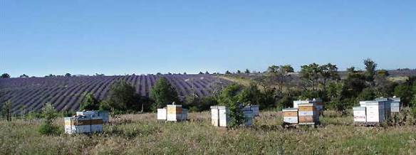 alliance-abeilles-lavande