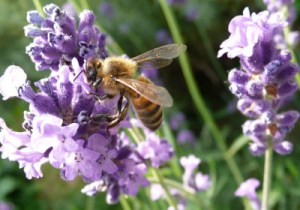 lavande-abeille