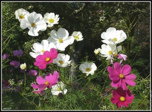 galerie-membre-fleur-cosmos-fleur-0132