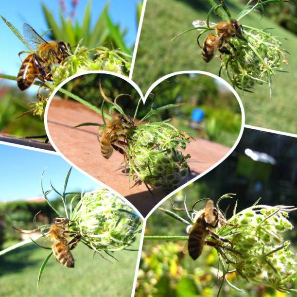 Abeilles qu'on aime