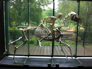 squelettes-en-tout-genre-au-museum-dhistoire-naturelle--700-93674