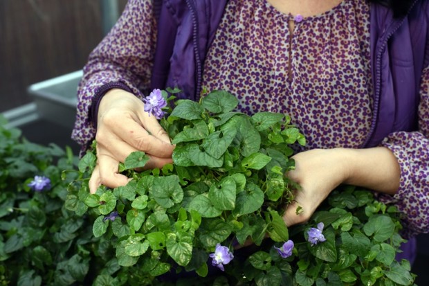 Helene-Vie-creatrice-du-Jardin-d-Elen-une-societe-dediee-a-la-violette-a-Toulouse-le-23-decembre-2015_afp-article