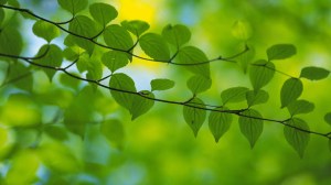 pleasant-greenery-wallpaper