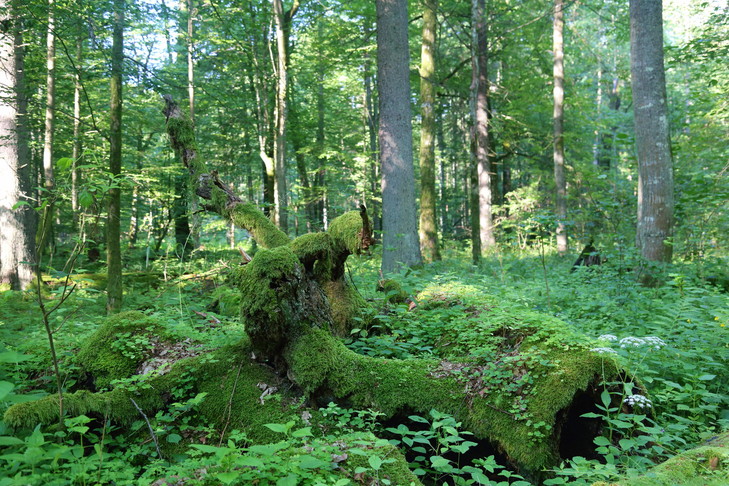 Arbres-decomposition-national-Bialowieza_0_729_486.jpg